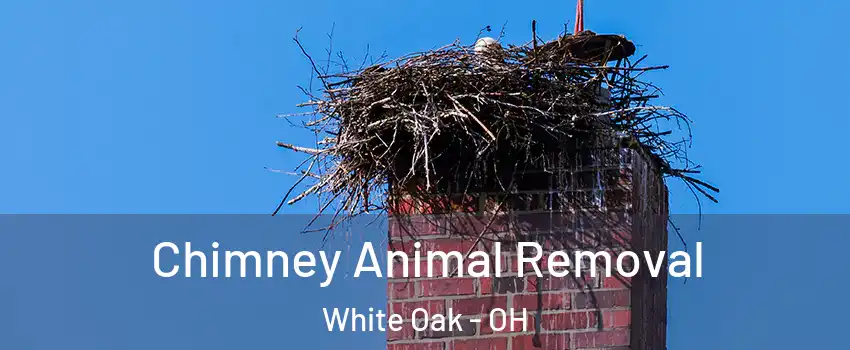  Chimney Animal Removal White Oak - OH
