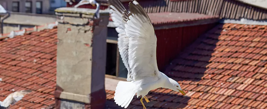 Residential Chimney Animal Removal Solution in White Oak, OH